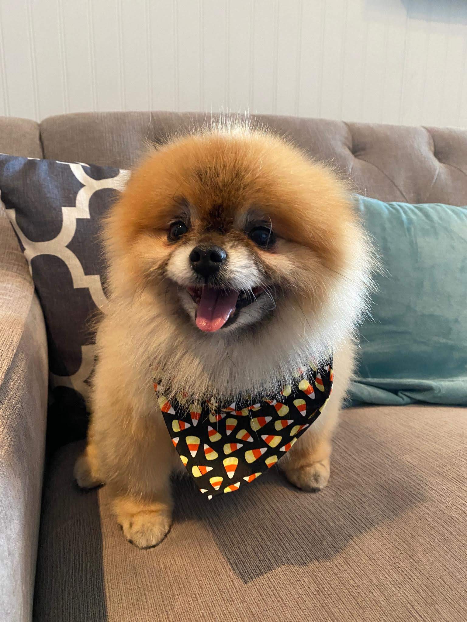 Dickie with his Halloween bandana